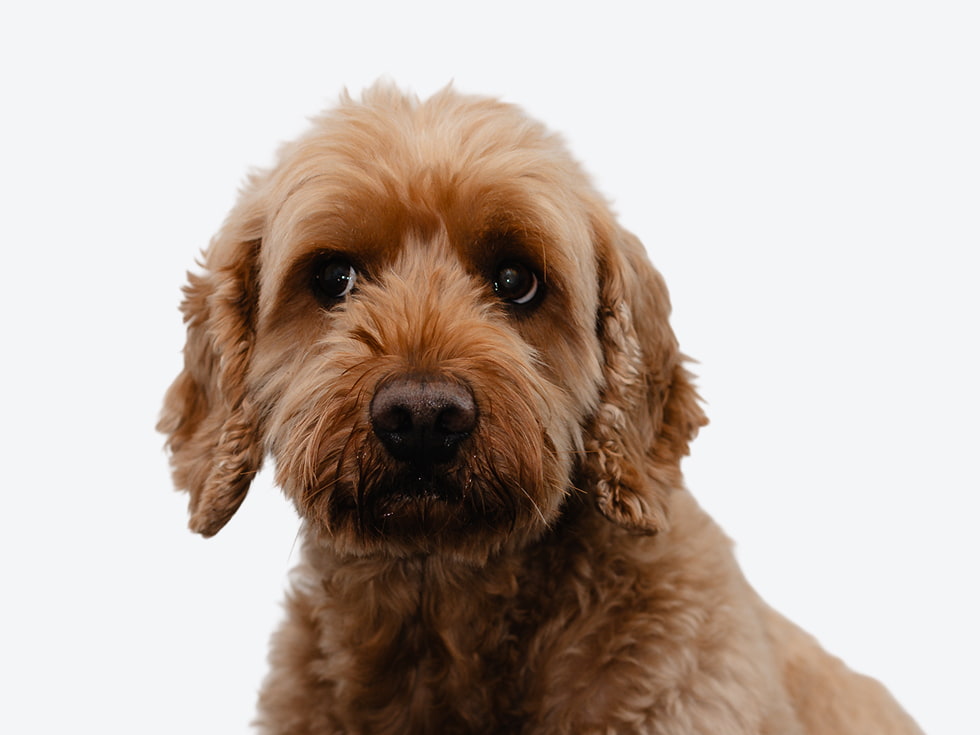 Porträtfoto Eines Hundes