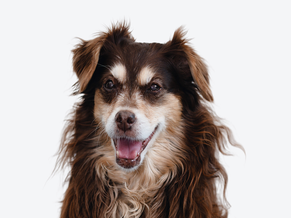 Porträtfoto Eines Hundes